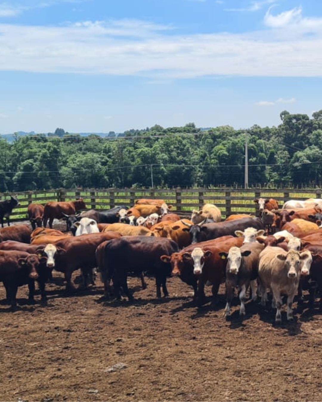 Design sem nome (29)